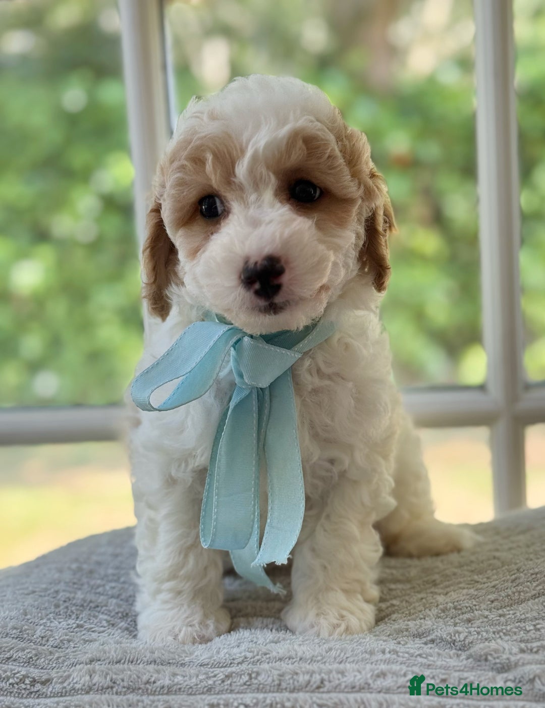 Mixed Breed dogs for sale: Teddy bear puppies - Image 23