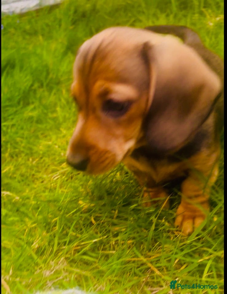 Miniature Dachshund dogs LAST ONE ‼️REDUCED ‼️READY NOW✅  5 stars 🌟 ✅ - Advert 1