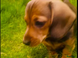 Miniature Dachshund dogs LAST ONE ‼️REDUCED ‼️READY NOW✅ 5 stars 🌟 ✅ - Advert 1