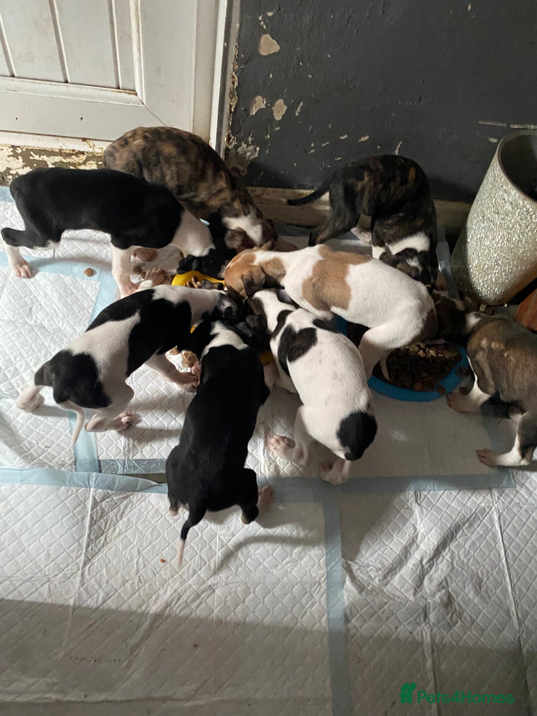 Lurcher dogs for sale: Eight gorgeous mix breed pups - Image 1
