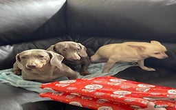 Dachshund dogs for sale: Dachshund  - Image 6