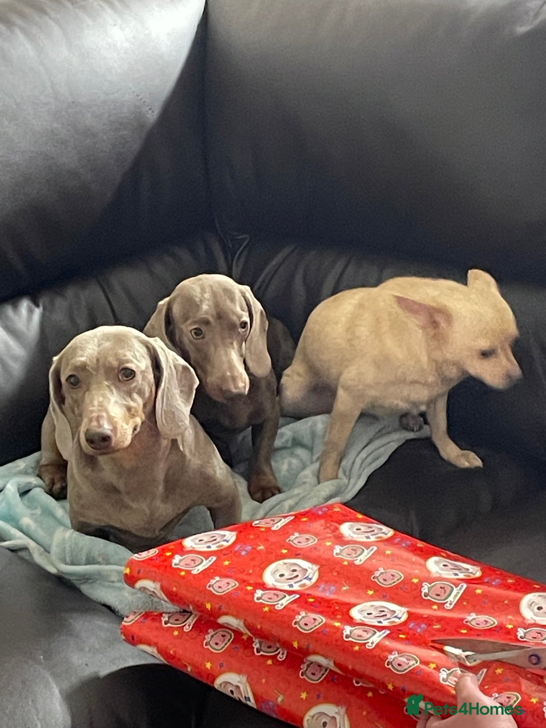 Dachshund dogs for sale: Dachshund  - Image 6