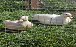 Ducks poultry for sale: White Call Duck Pair - Image 2