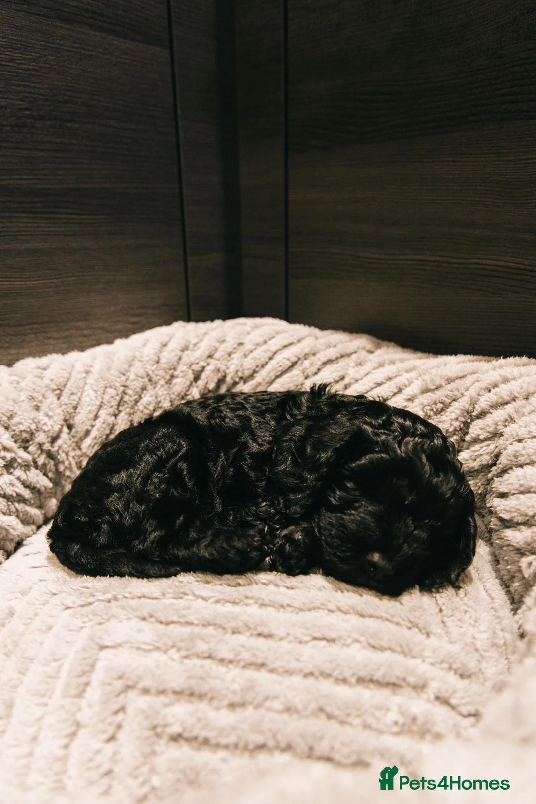 Cockapoo dogs for sale: Black Cockapoo boy - Advert 1