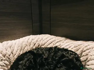 Cockapoo dogs Black Cockapoo boy - Advert 16