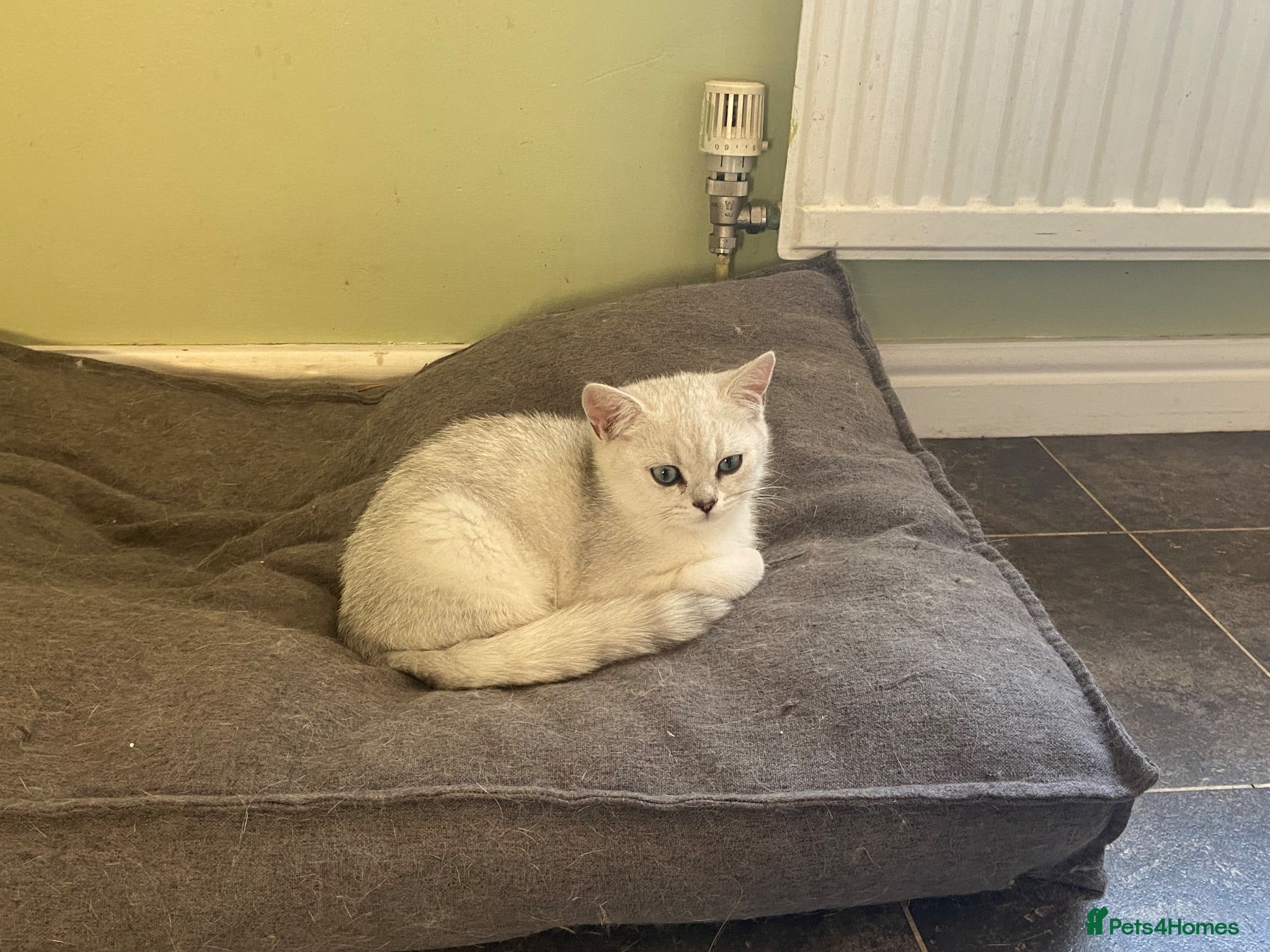 British Shorthair cats Beautiful TICA Reg BSH Silver Shaded Point boy - Advert 2
