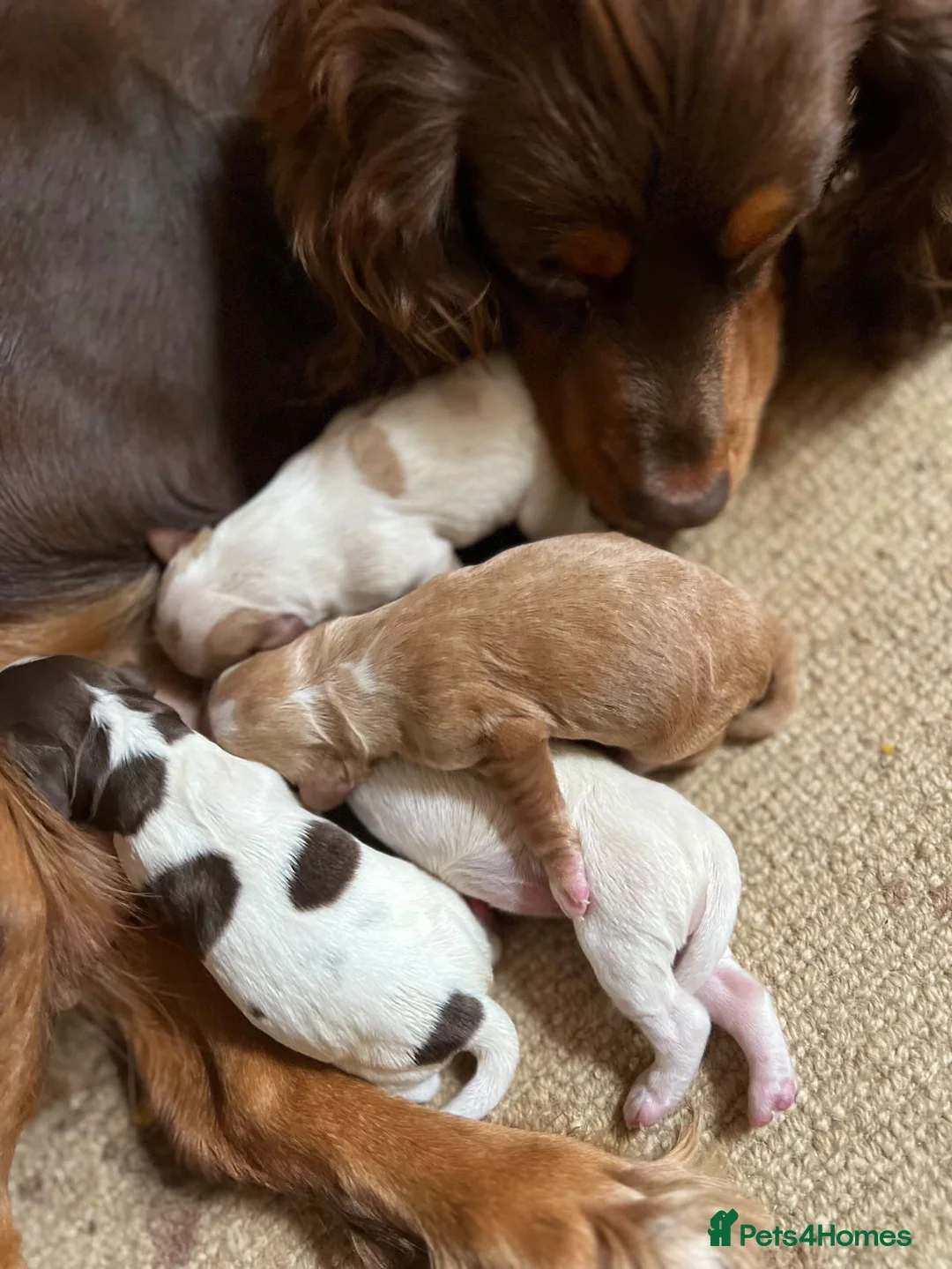 Cocker Spaniel dogs for stud: Blue roan and tan cocker stud dog in Frome - Advert 13