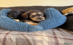 Dachshund dogs for sale: Wire haired dachshund puppies  - Advert 4