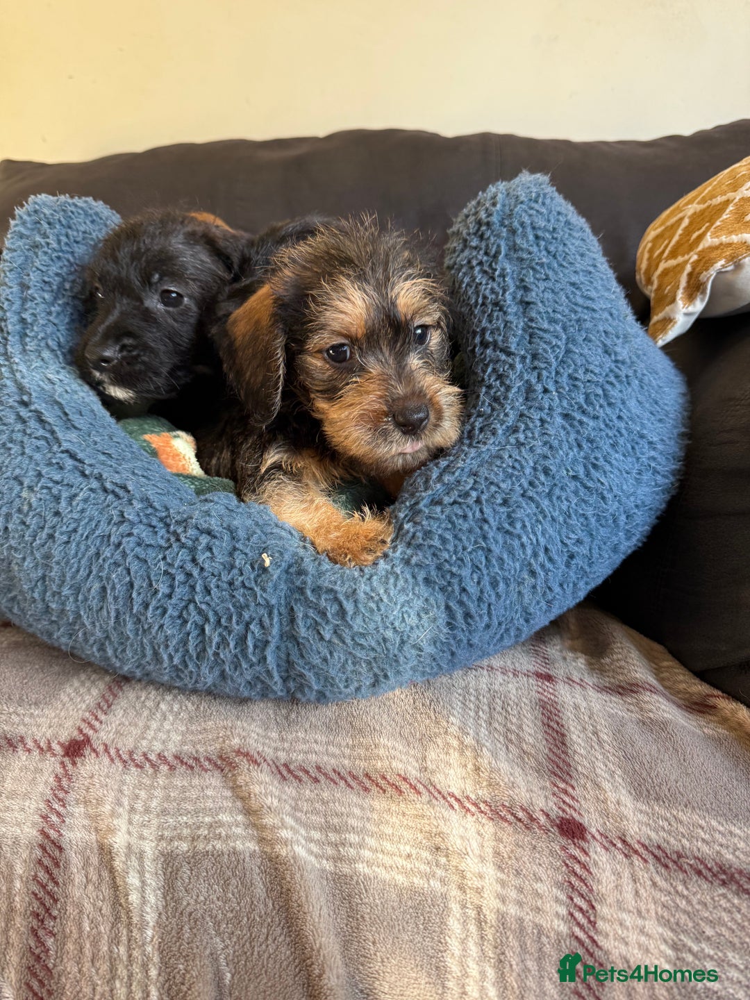 Dachshund dogs for sale: Wire haired dachshund puppies  - Advert 4