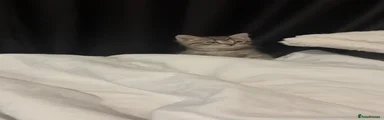 Bengal 1