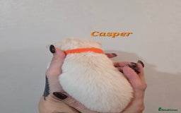 Mixed Breed dogs for sale: F1 Malchi puppys from health tested parents  - Image 2