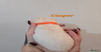 Mixed Breed dogs - Advert 3