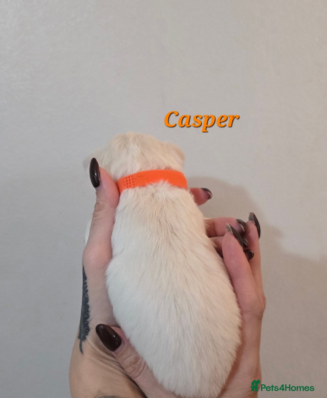 Mixed Breed dogs for sale: F1 Malchi puppys from health tested parents  - Image 2
