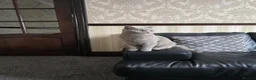 British Shorthair cats for sale: GCCF PEDIGREE LILAC BRITISH SHORTHAIR LILY🐾💜 1yr - Advert 4