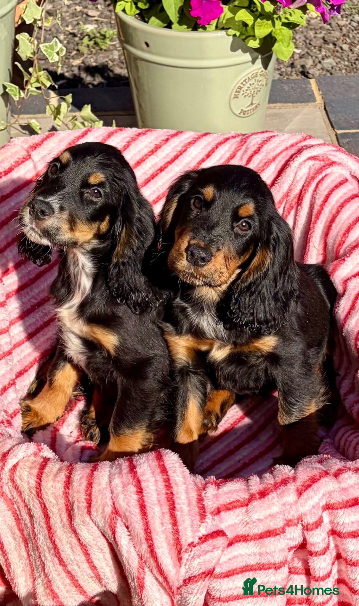 Cocker Spaniel dogs  🐾GORGEOUS KC Reg FULLY VACCINATED PUPPIES 🐾 - Advert 7