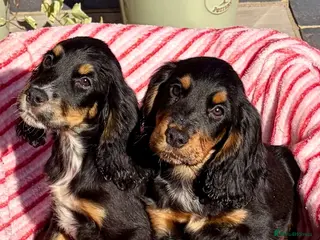 Cocker Spaniel dogs 🐾GORGEOUS KC Reg FULLY VACCINATED PUPPIES 🐾 - Advert 7