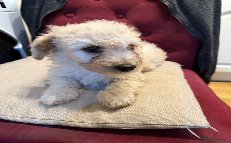 Cavachon dogs - Advert 4