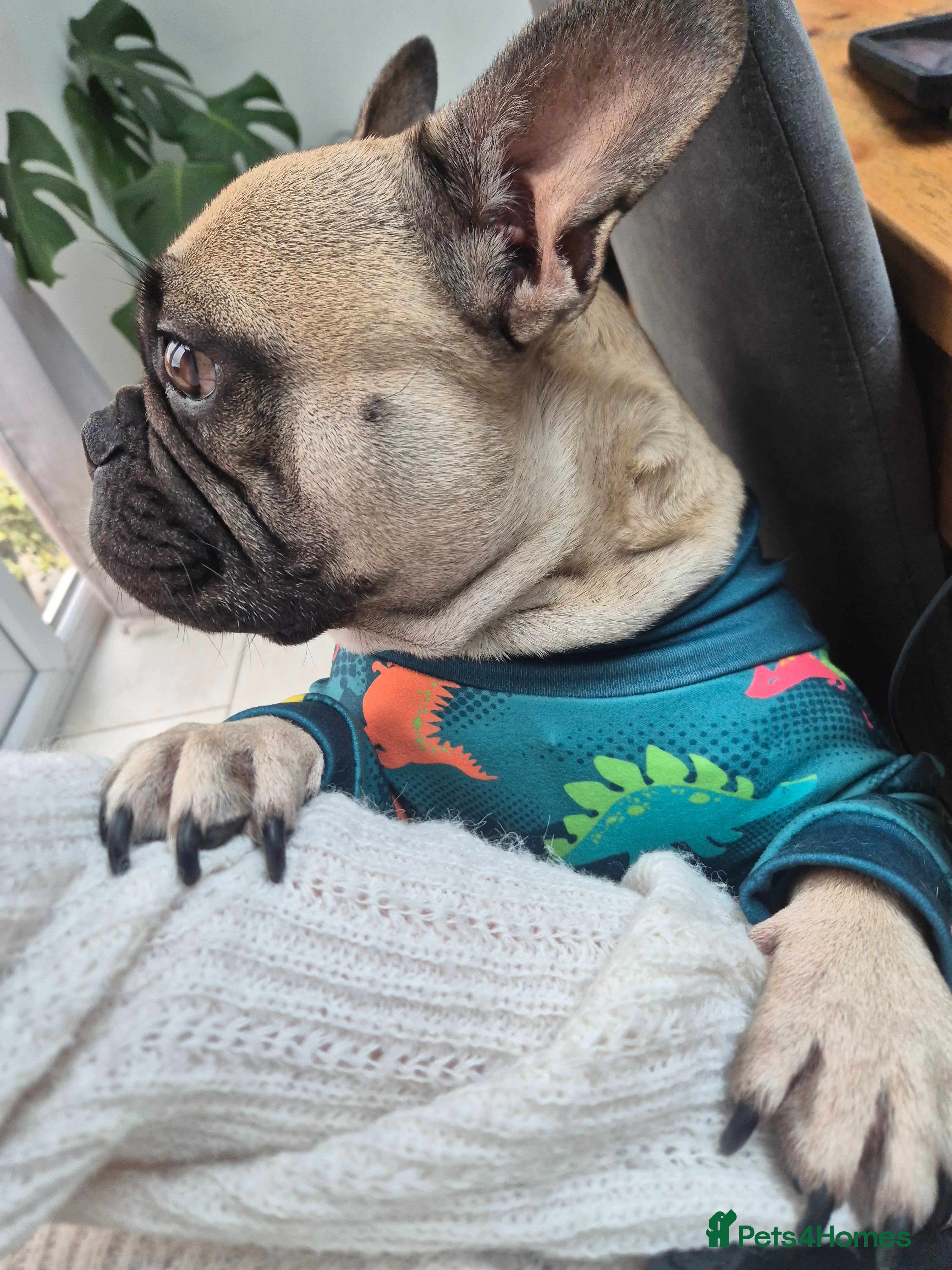 French Bulldog dogs French Bulldog - Advert 8