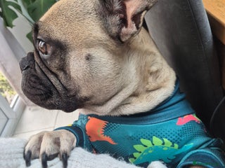 French Bulldog dogs French Bulldog - Advert 3