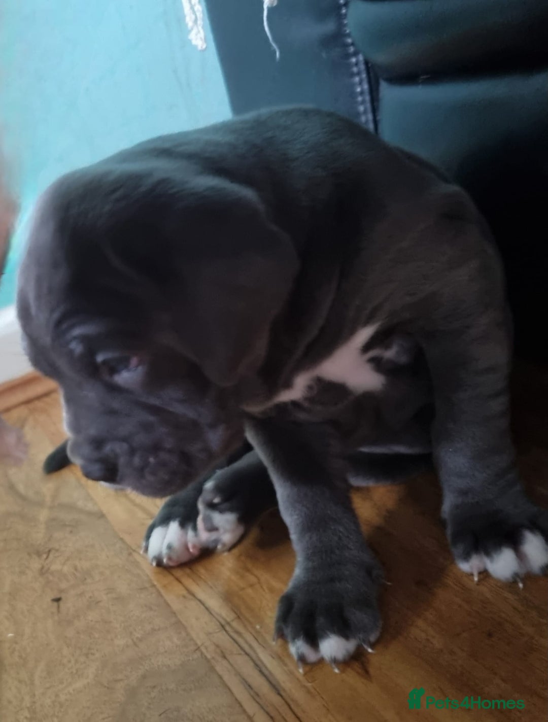 Cane Corso dogs for sale: Beautiful Blue Cane Corso Pups for Sale - Advert 4