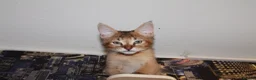 Chausie cats for sale: CHAUSIE f6  - Advert 8