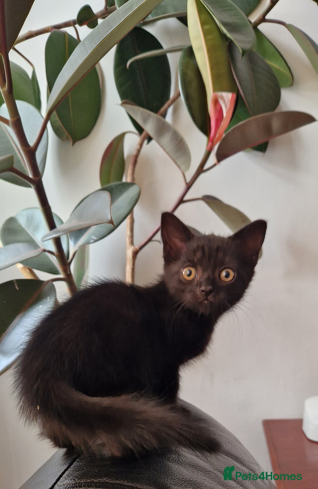 British Shorthair cats for sale: Black british shorthair mix - Image 4