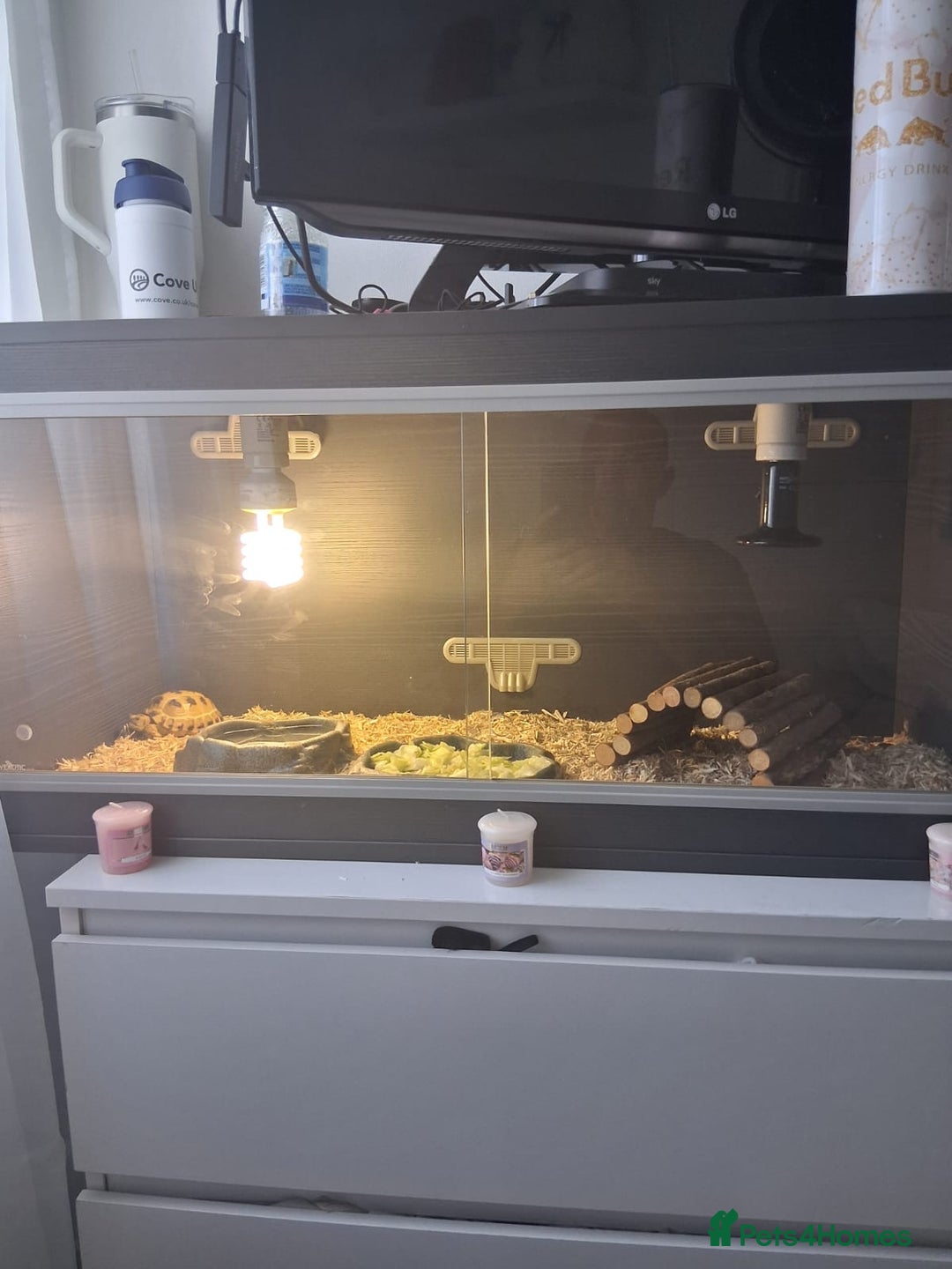 Hermann Tortoise reptiles for sale: Herman tortoise 18 months old - Image 2