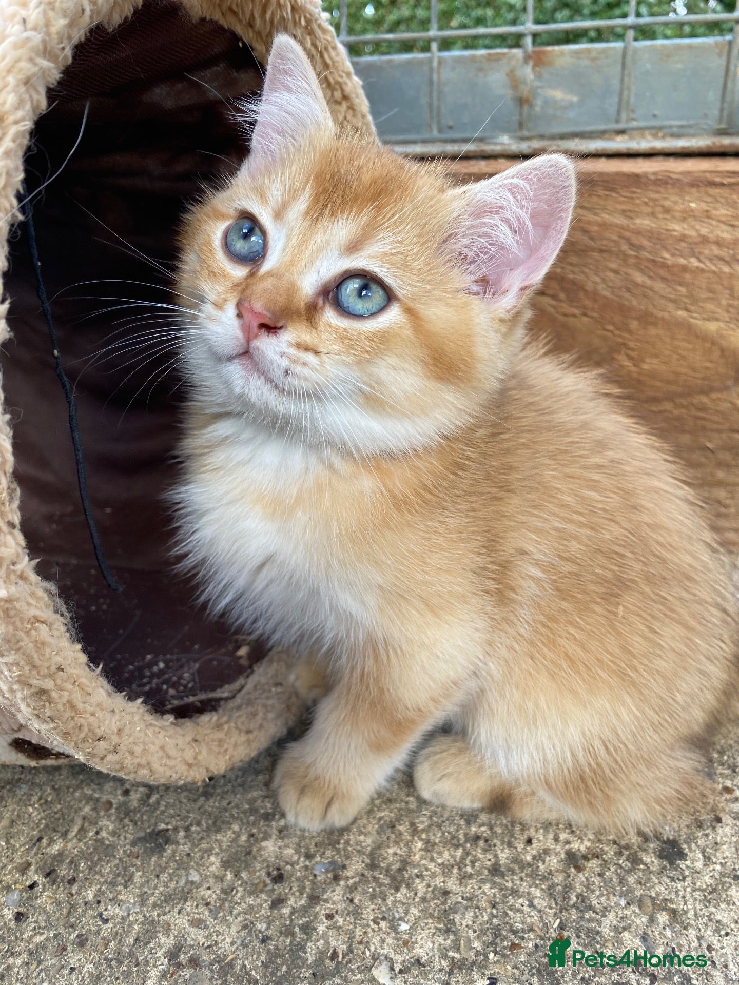 British Longhair cats 2 HANDSOME BLUE EYED BOYS - Advert 2