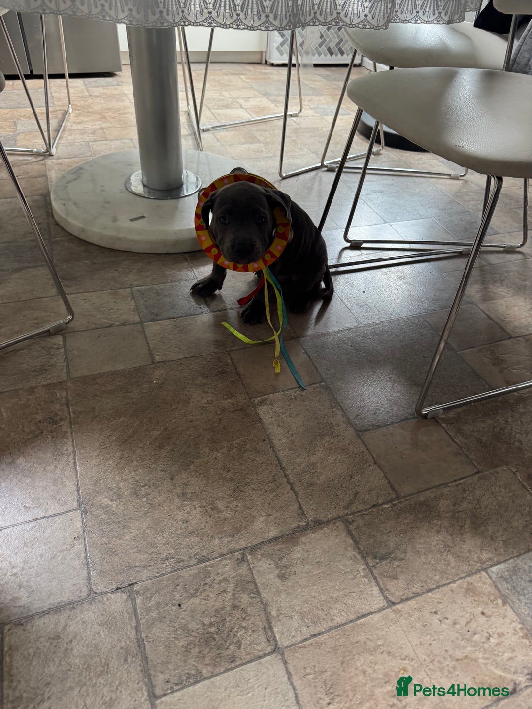 Staffordshire Bull Terrier dogs for sale: Prince Fury - Advert 5