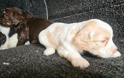 Cockapoo dogs for sale: Cockerpoo puppies F1  - Image 10