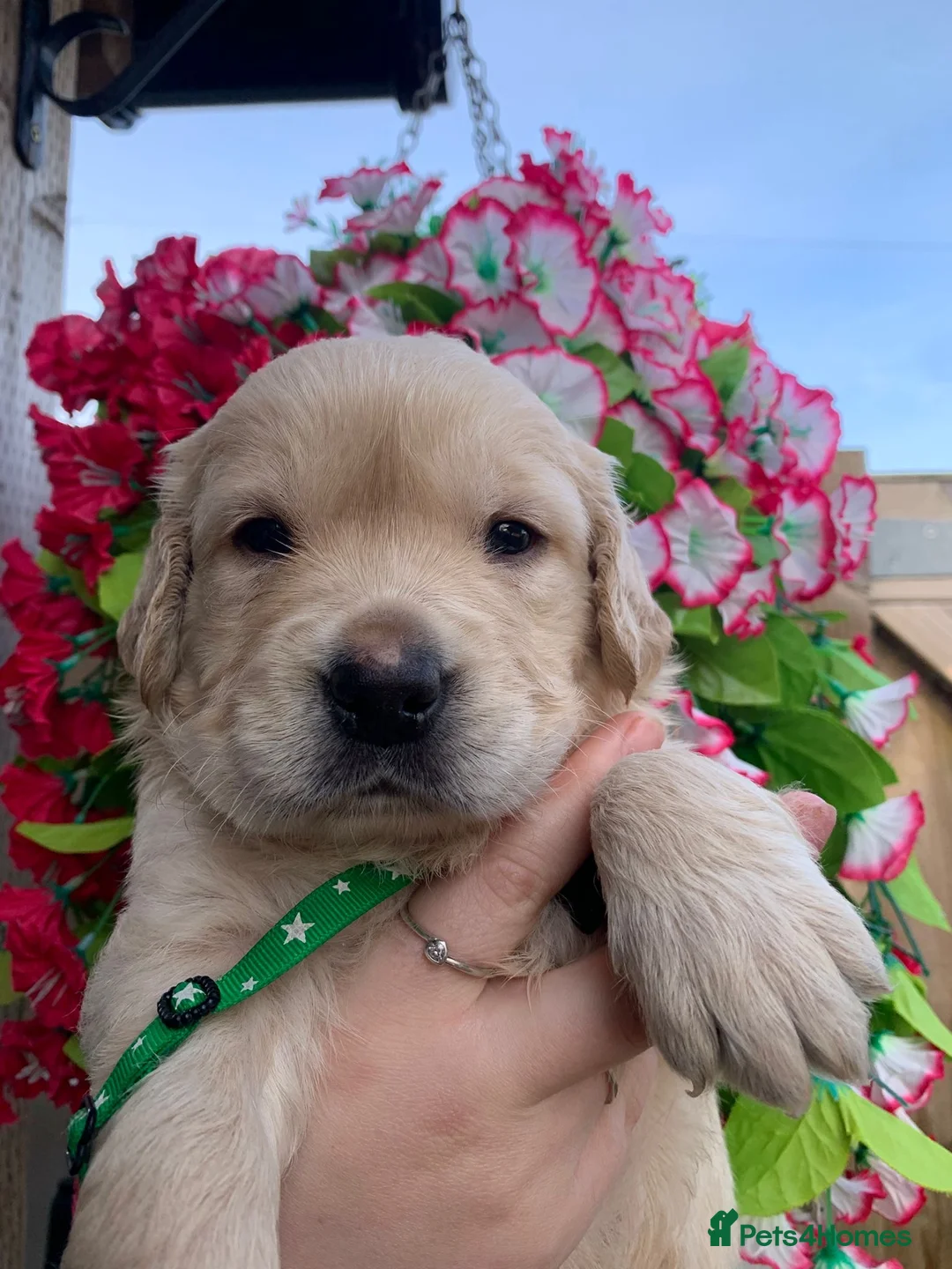 Goldendoodle dogs for sale: 9 mini dna clear Goldendoodle puppies  - Advert 11