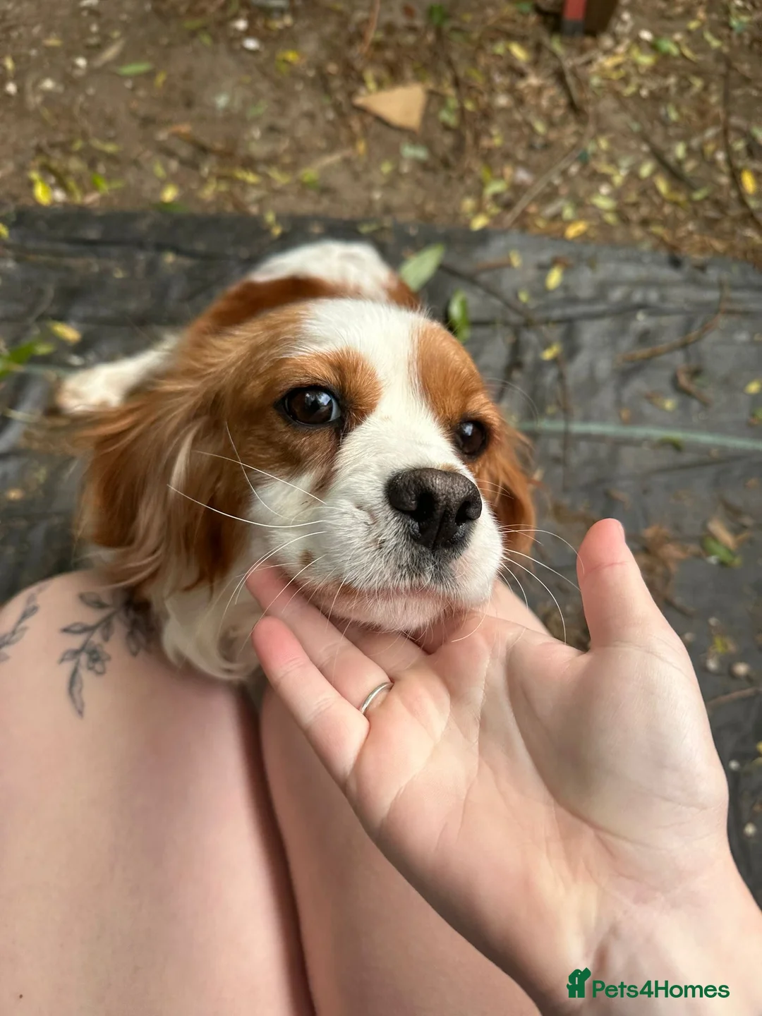 Cavapoo dogs for sale: Our girl lady  - Advert 2