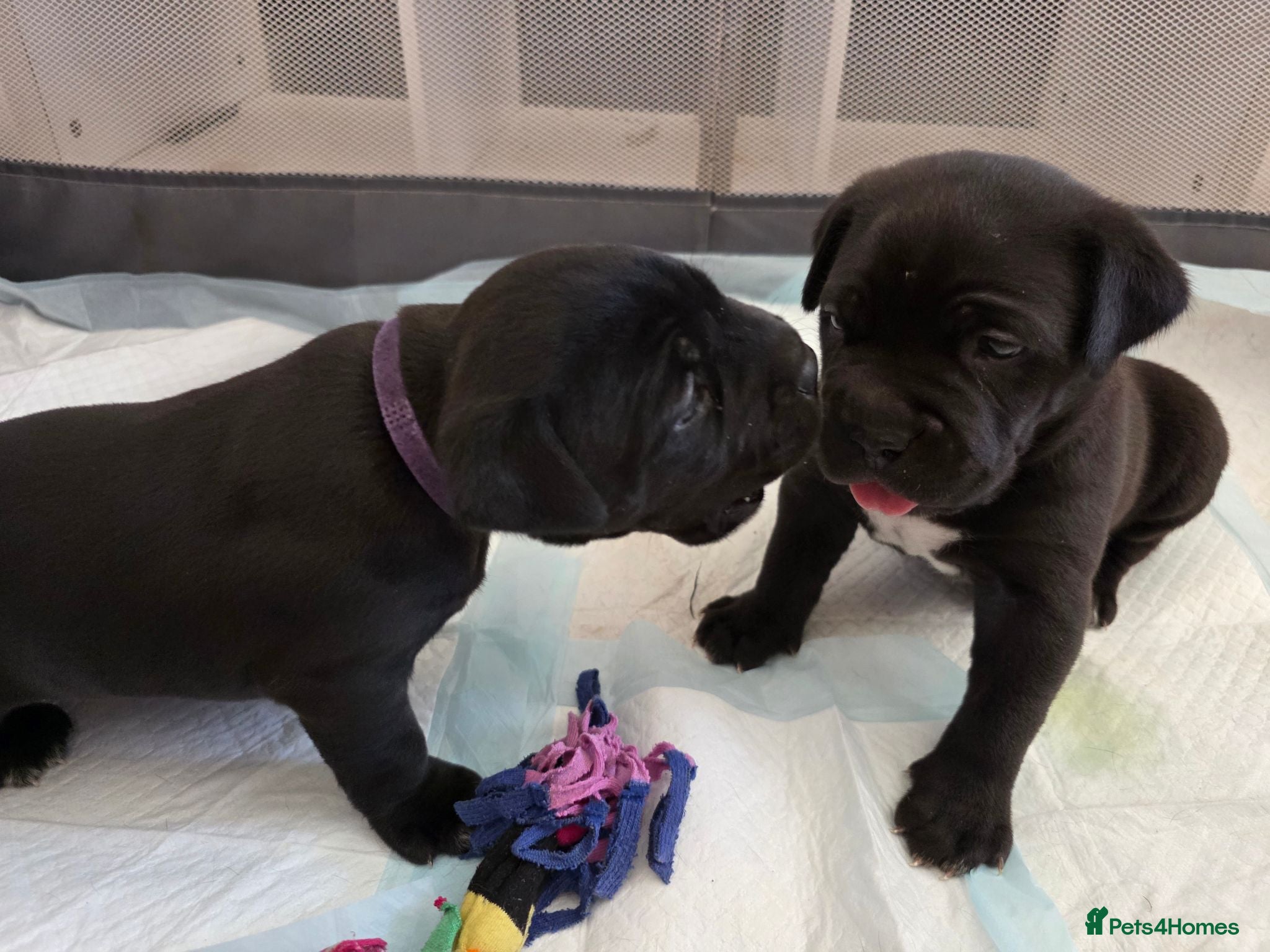 Cane Corso dogs NEW POST - Cane Corso Puppies  - Advert 1