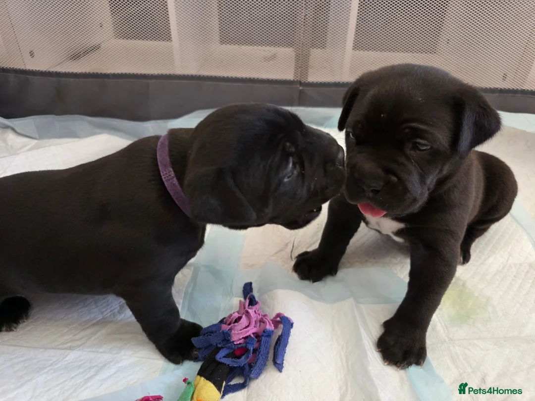 Cane Corso dogs for sale: NEW POST - Cane Corso Puppies  in Stroud - Advert 1