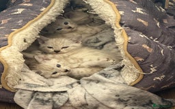 Bengal cats for sale: Pure bred Snow Bengal / Snow Leopard kittens - Image 2