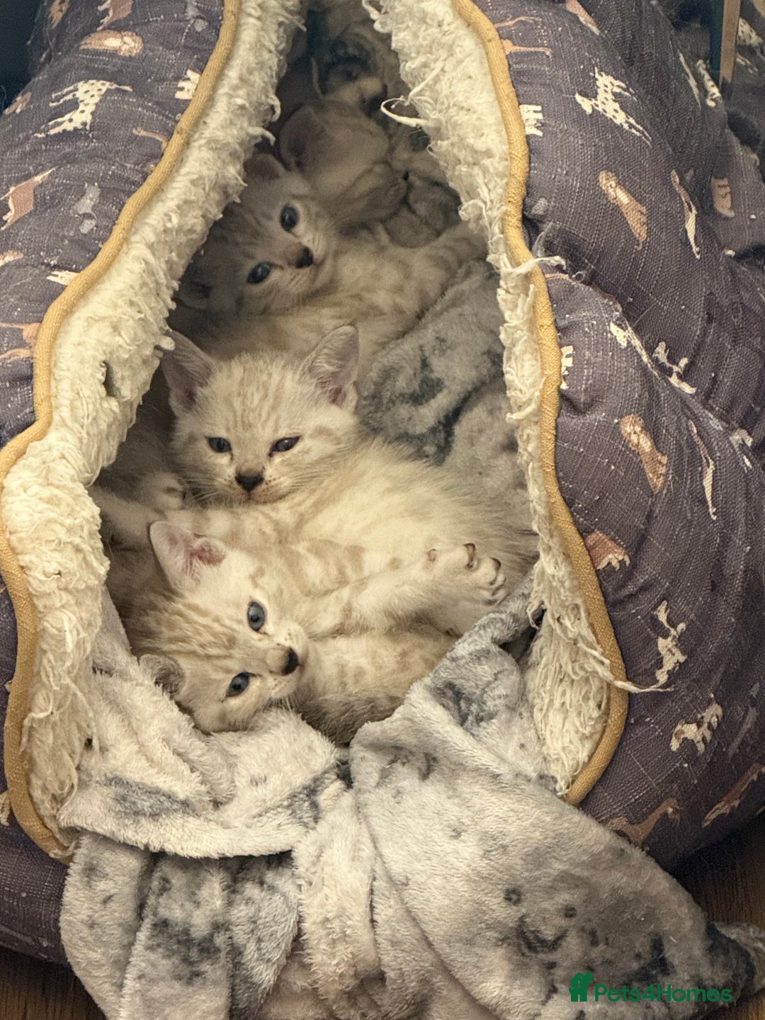 Bengal cats for sale: Pure bred Snow Bengal / Snow Leopard kittens - Image 2