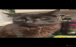 British Longhair cats for sale: Cats  - Advert 4