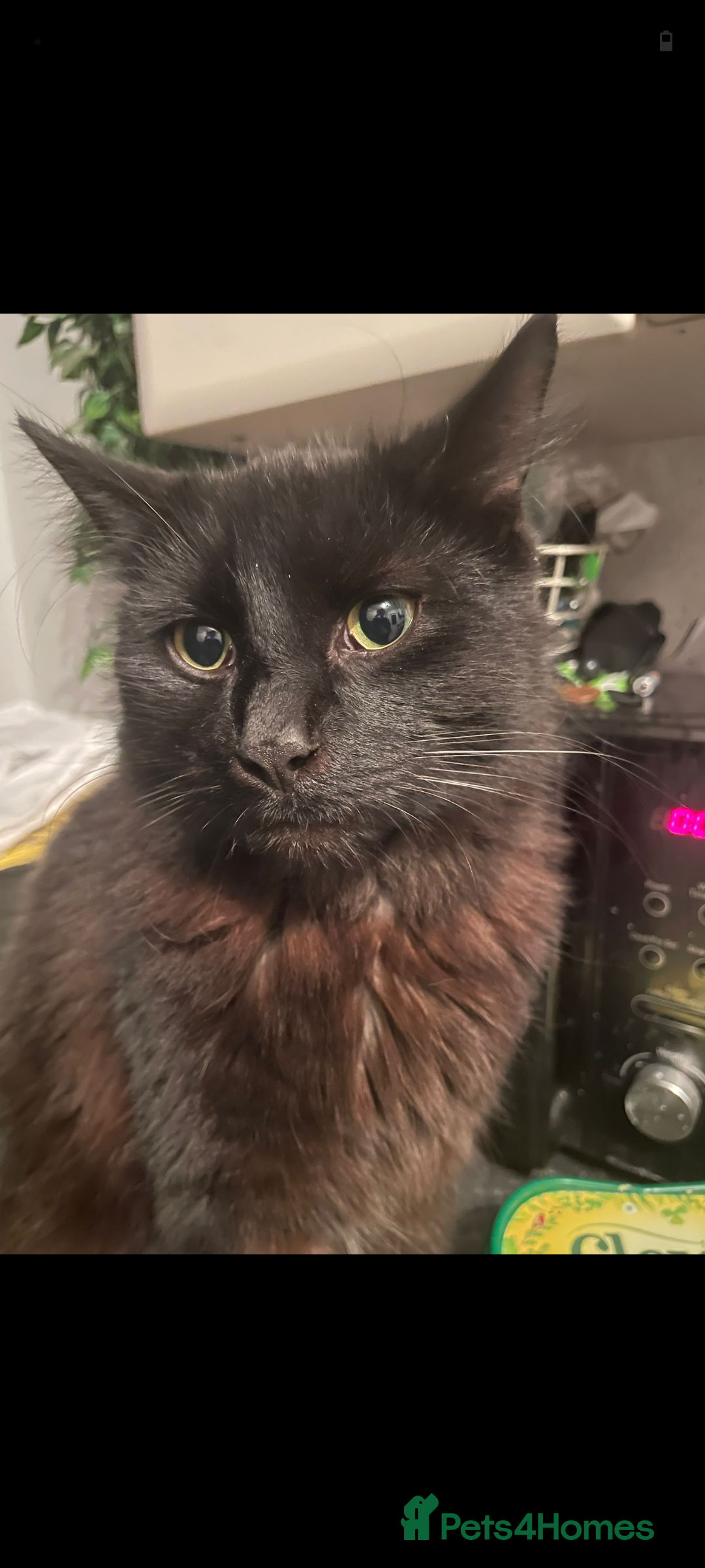 British Longhair cats for sale: Cats  - Advert 4