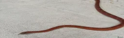 Python Snake reptiles for sale: Snakes for rehoming  - Advert 9