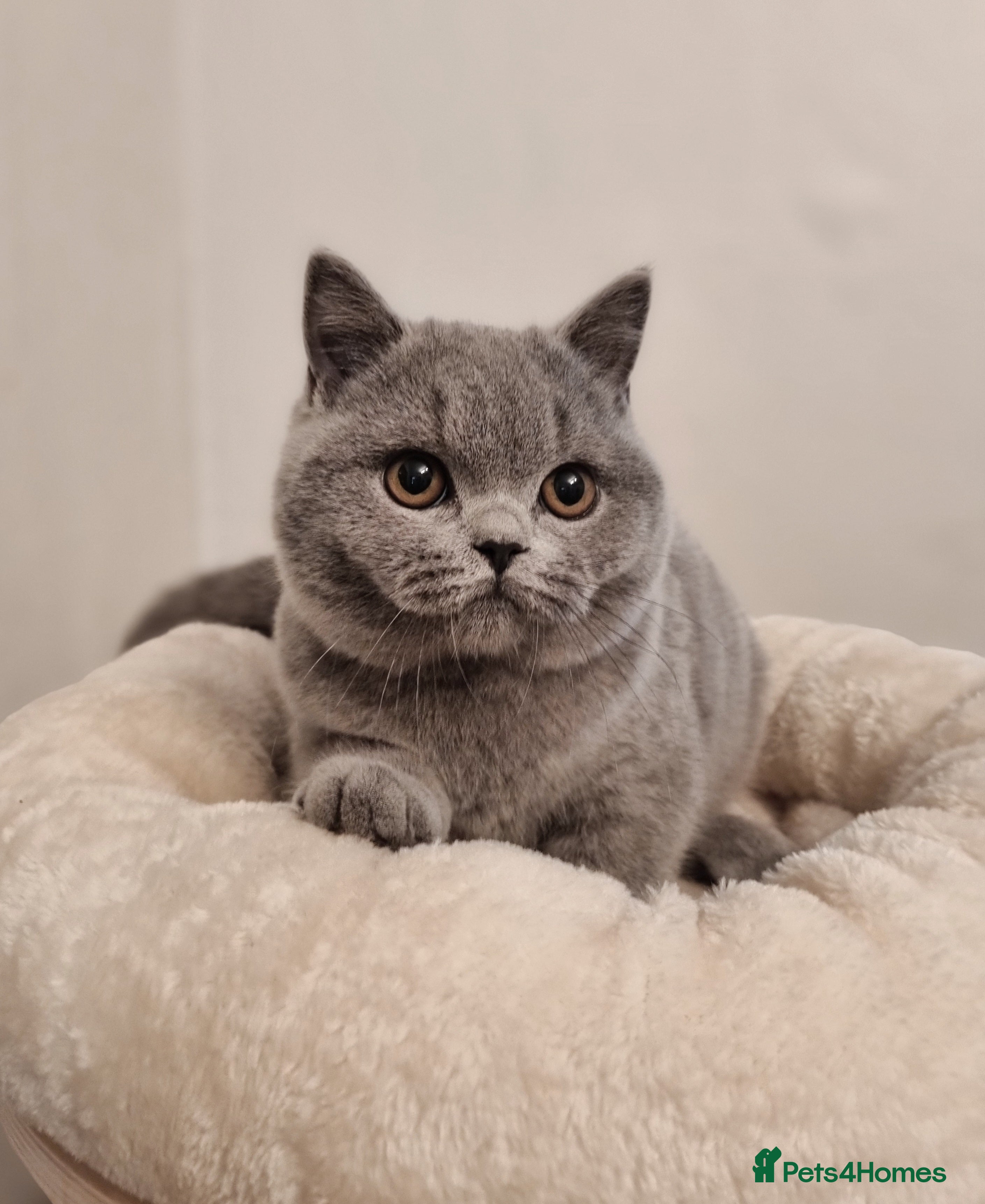 British Shorthair cats Stunning British Shorthair & Longhair Kittens  - Advert 2