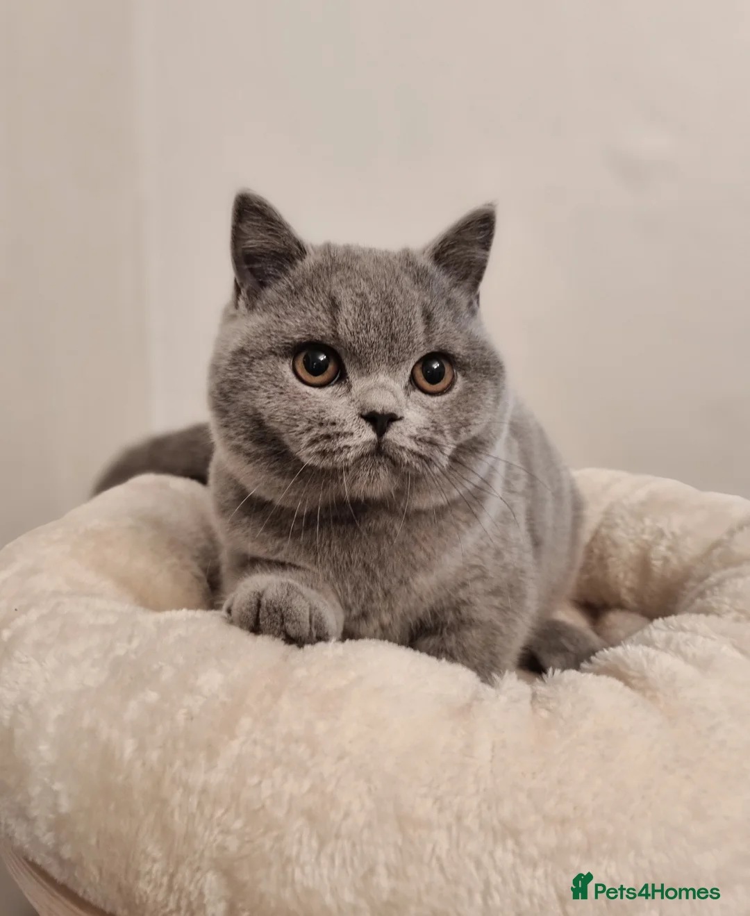 British Shorthair cats for sale: Stunning British Shorthair & Longhair Kittens  - Advert 2
