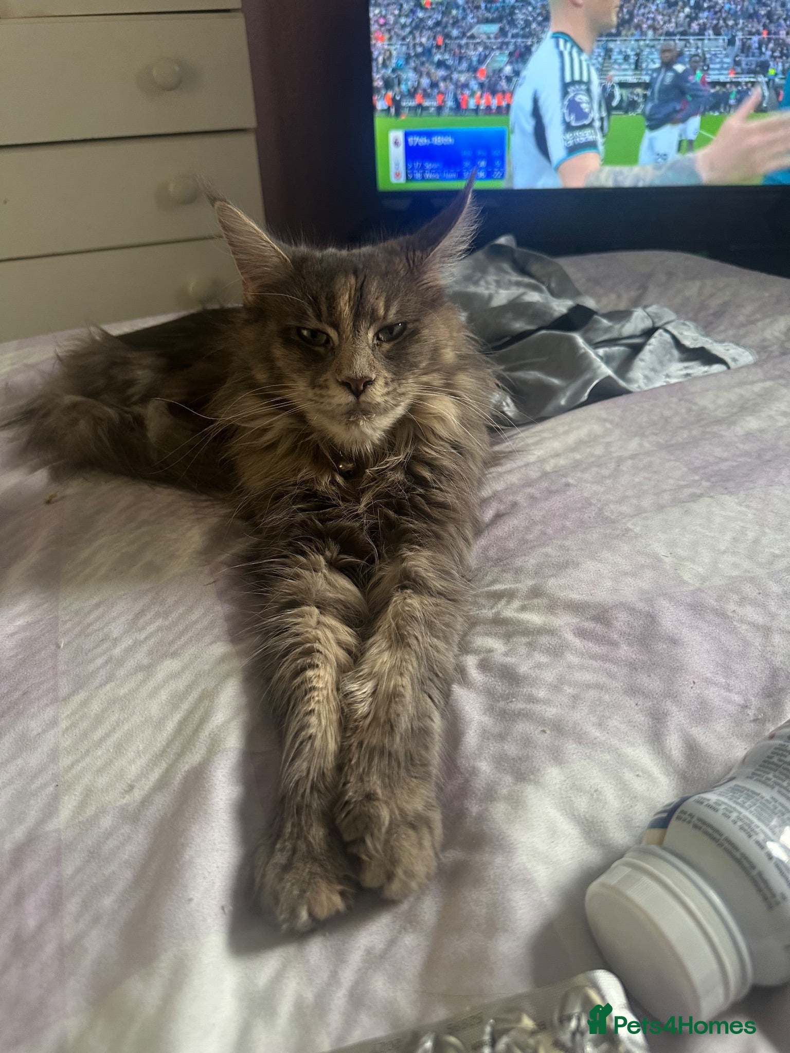 Maine Coon cats Exceptional Maine Coon kittens  - Advert 2