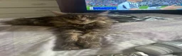Maine Coon cats for sale: Exceptional Maine Coon kittens  in Liverpool - Advert 1