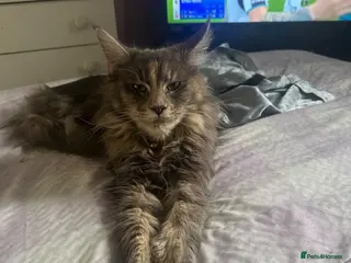 Maine Coon cats Exceptional Maine Coon kittens - Advert 1
