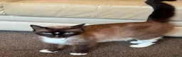 British Shorthair cats for sale: Ragdoll/ British Short Hair Mixed Breed Female Cat - Advert 7