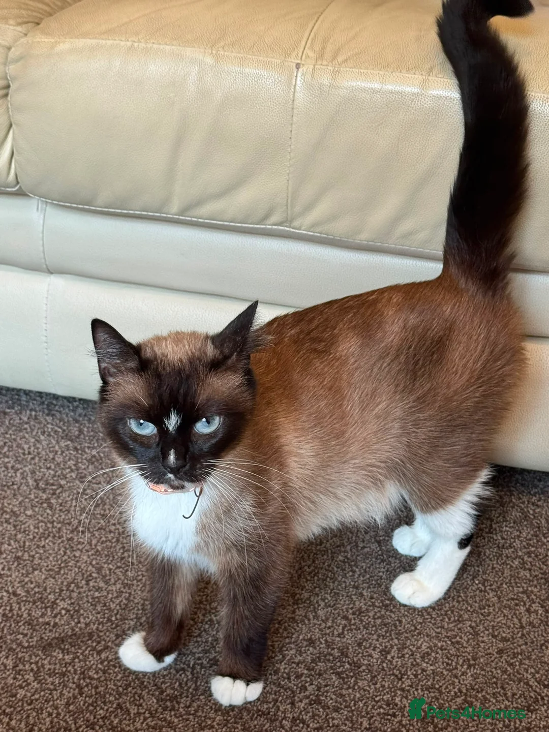British Shorthair cats for sale: Ragdoll/ British Short Hair Mixed Breed Female Cat - Advert 7
