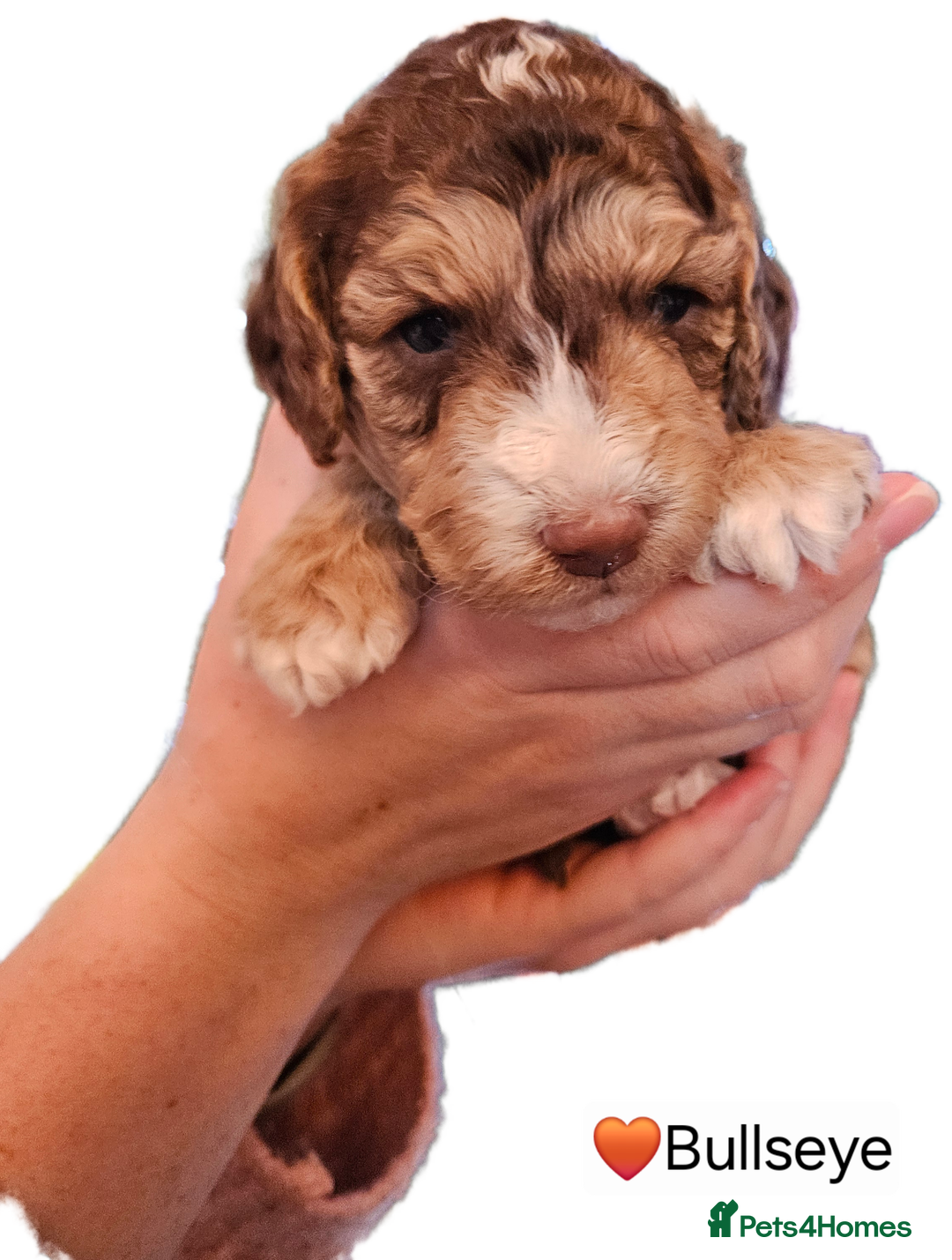 Cockapoo dogs for sale: F3b Cockapoo Puppies – DNA health tested - Advert 6