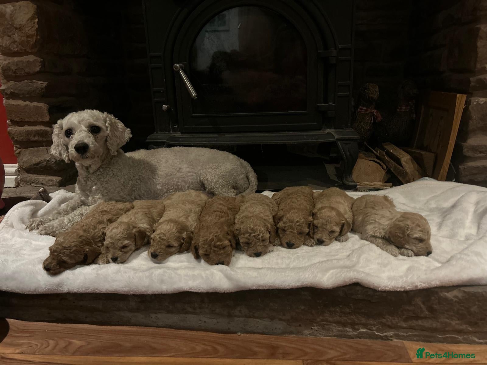 Poochon dogs Outstanding F1 Poochon puppies - Advert 1