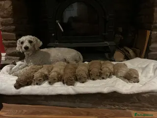 Poochon dogs Outstanding F1 Poochon puppies - Advert 1