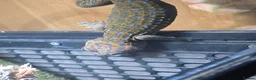 Gecko reptiles for sale: Tokay female  - Advert 3
